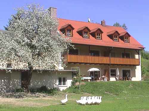 Gnse vor dem Ferienhof